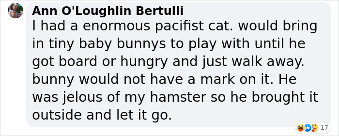 Cat Was Supposed To Catch A Mouse Living In The House, But Made Friends With It Instead