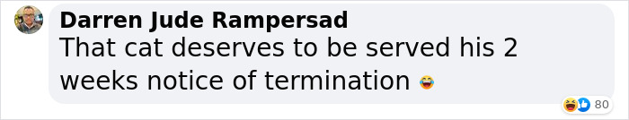 Cat Was Supposed To Catch A Mouse Living In The House, But Made Friends With It Instead