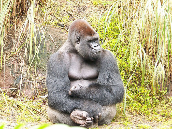 Gorilla sitting calmly in natural habitat surrounded by grass and rocks, illustrating not-so-fun facts about online group.