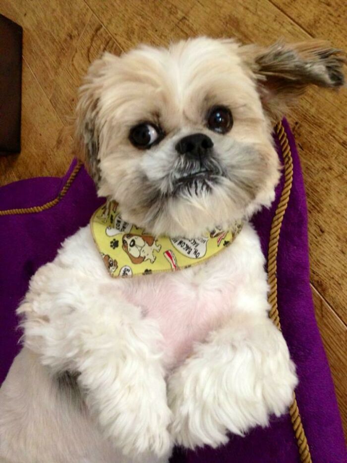 My Lovely Murphy Who Passed Away At Nearly 16 Years Of Age In June. My Heart Will Never Be The Same Without Him ❤️