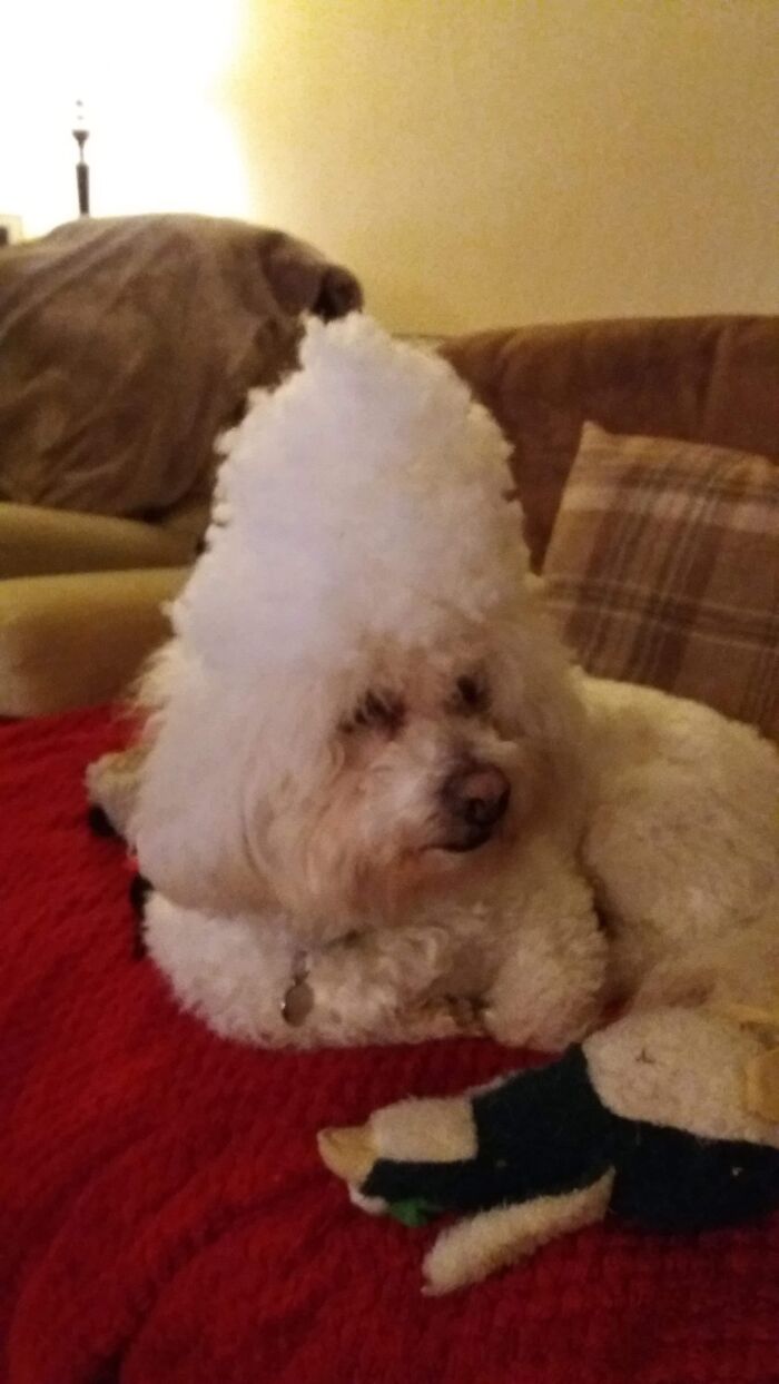 I Was Making Felt Keyrings And Couldnt Resist Balancing Some Stuffing On His Head, He Kept It On And Looked Confused 🤣