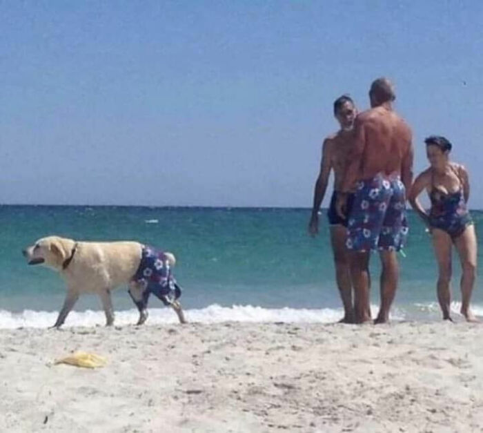 Important-Animals-Funny-Images