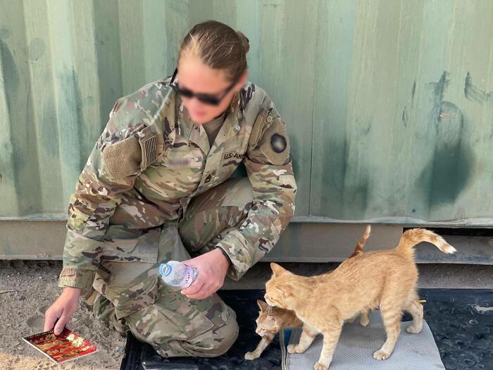 Sergeant Whiskers: A Cat With Two Kittens That Comforted Soldiers While They Were On Tour Sergeant Whiskers: A Cat With Two Kittens That Comforted Soldiers While They Were On Tour
