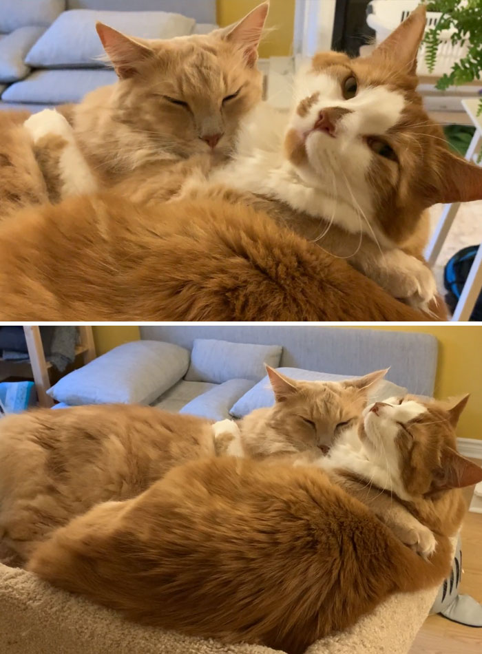 Two rescue cats snuggling closely together on a cozy couch, showcasing wholesome rescue pet moments.