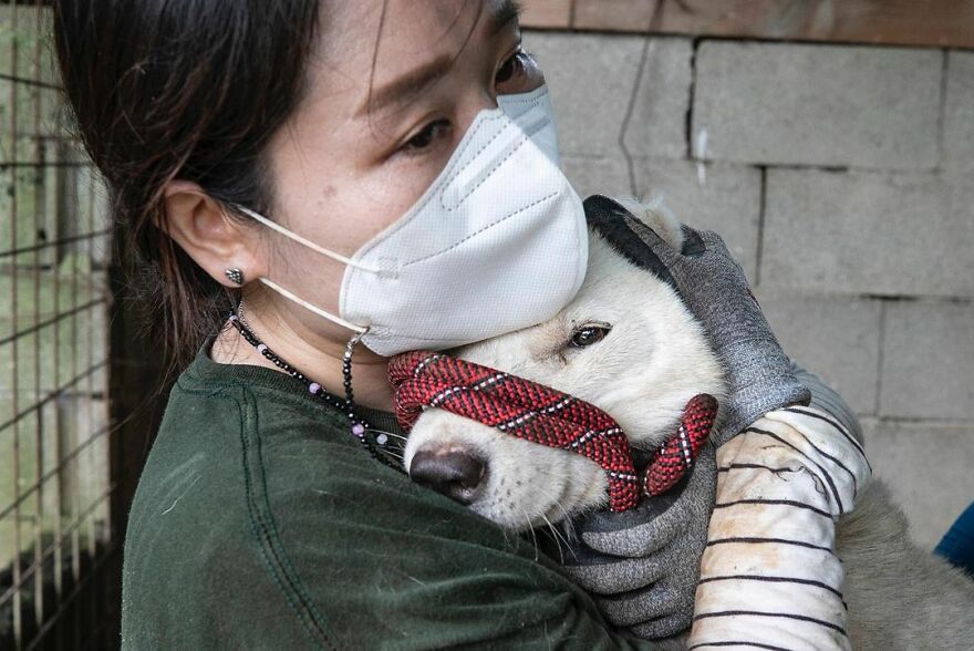 Dogs Experience Care And Love For The First Time After Being Saved From A Meat Farm