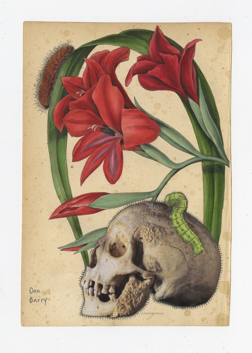 Lilium Insignis, 2021