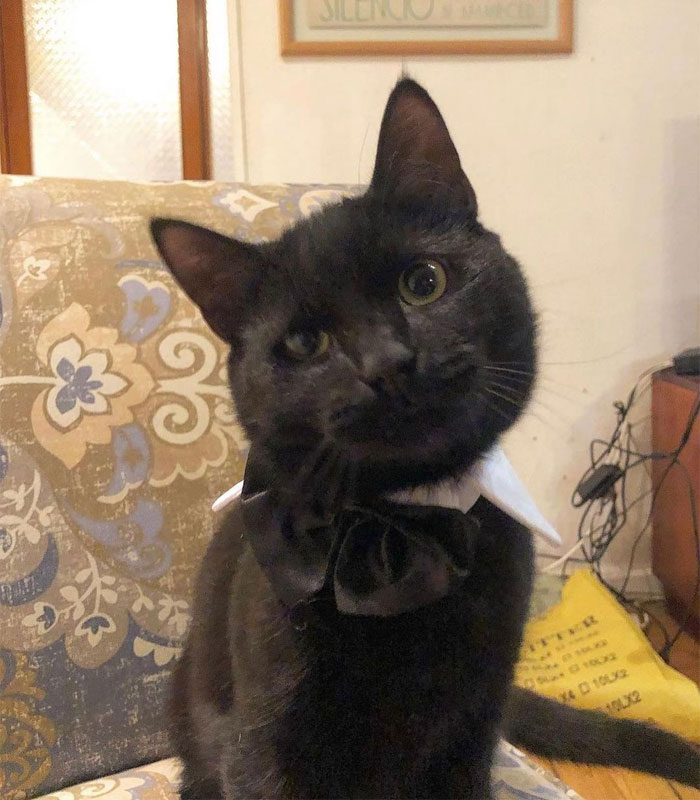 Se suponía que este gato tenía que atrapar a un ratón que vivía en la casa, pero acabaron haciéndose amigos Se suponía que este gato tenía que atrapar a un ratón que vivía en la casa, pero acabaron haciéndose amigos