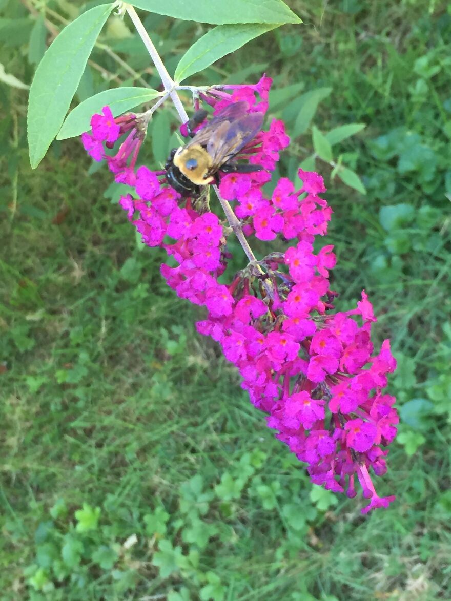 32 Ish Photos I Took Of Stuff In My Backyard This Afternoon