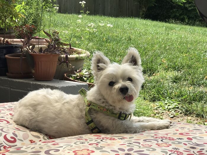 Paco Taco- 12 Yrs Old Blind, Deaf And No Teeth But Going Strong!