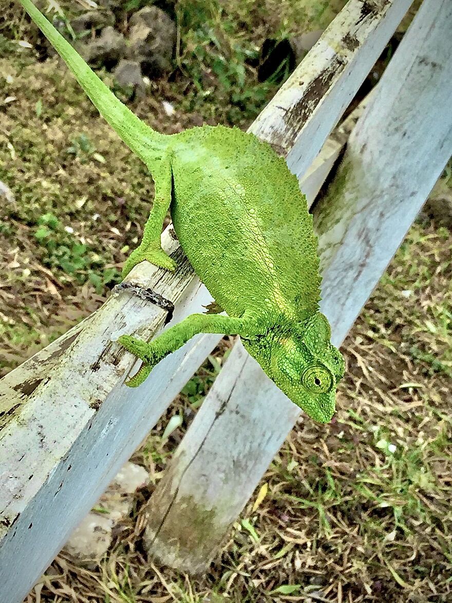 I Took A Photo Of This Guy In Hawaii❤️