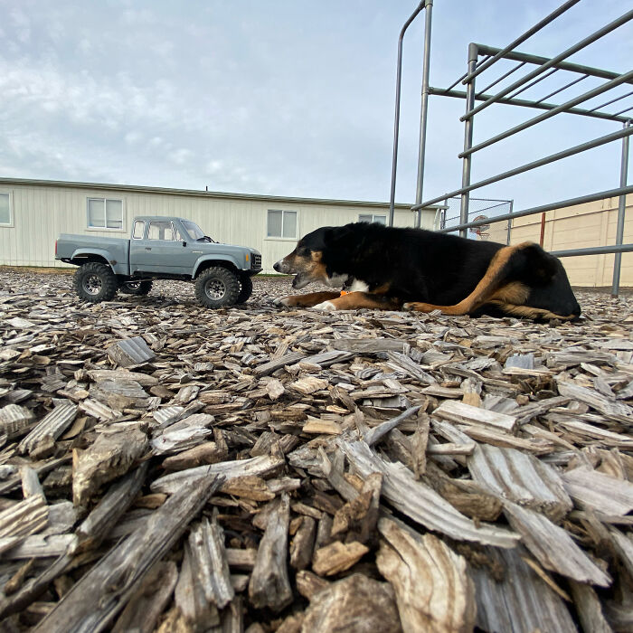 Lulu Is My 14-Year Old Sweetheart. Years Of Frisbee Have Made Her Back And Hips Creaky But She Keeps On Moving!