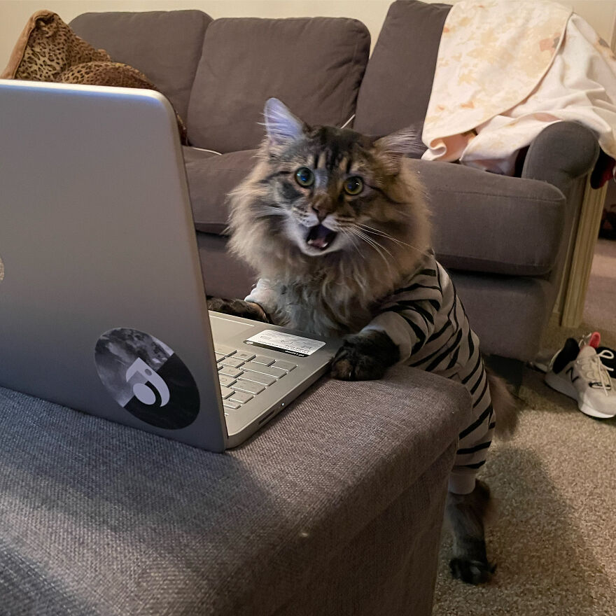 Working From Home Has Been Tough On Us All..