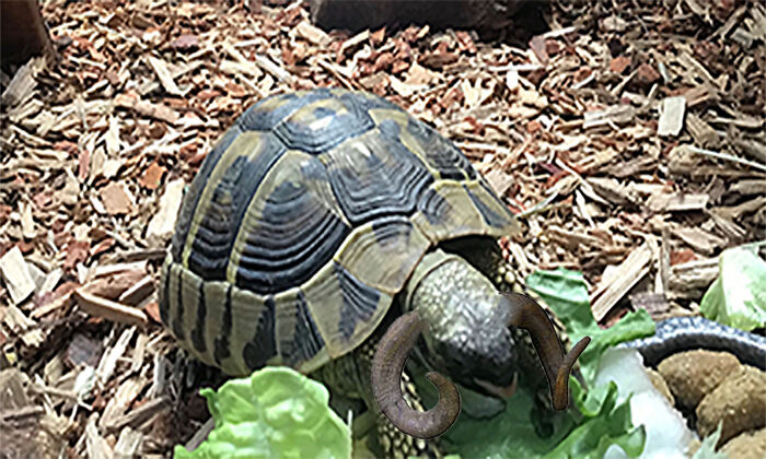Bighorn Tortoise