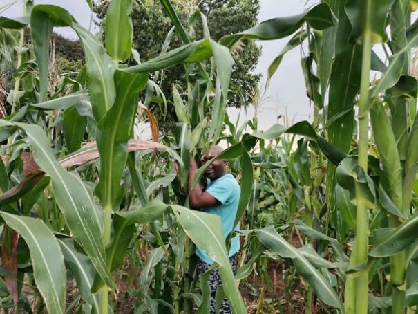 &lsquo;Cabbage Bandit&rsquo; Faces Jail Time For Planting Crops In His Front Yard
