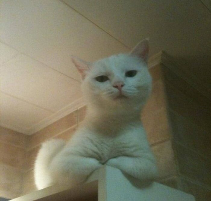 This Facebook Page Is All About Animal Images That Need To Be Seen (50 New Pics)