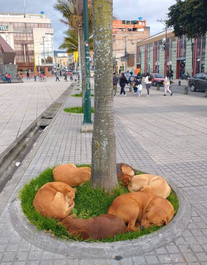 A group of dogs sleeping curled up around a tree on a city sidewalk in an animal images Facebook page post.