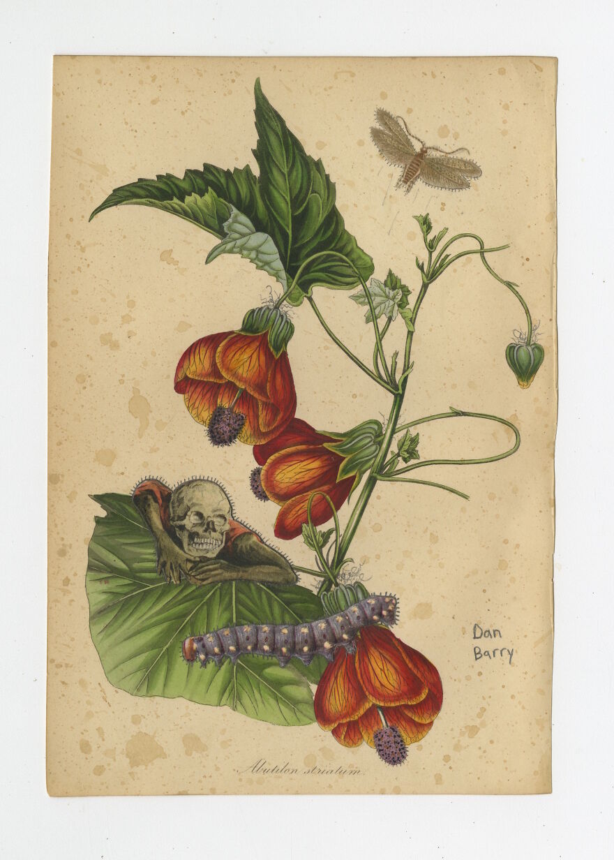 Abutilon Striatum, 2021