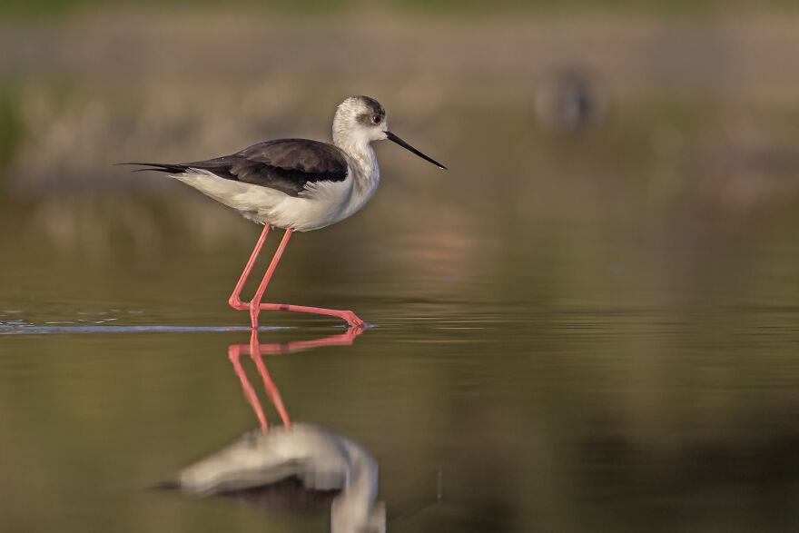 Black Winged Stilt Black Winged Stilt