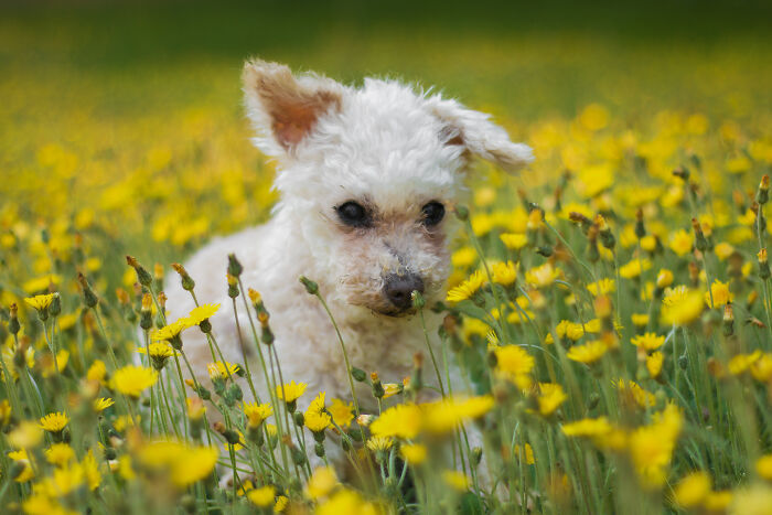 Felix: Deaf, Mostly Blind, Toothless 14 Year-Old Rescued From Severe Neglect Almost 1 Year Ago And Absolutely Perfect.
