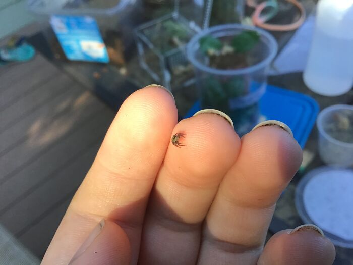 Tiny Spooder