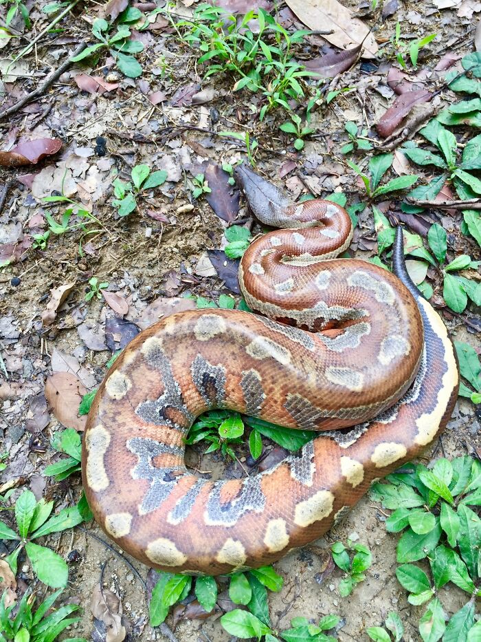 A Blood Python Rescued By The Fire And Rescue Services, Handed Over To My Friend And Me For Safe Release As We Are Volunteers With The Malaysian Nature Society And Have A Good Reputation For Humane And Responsible Handling Of Rescued Wildlife.