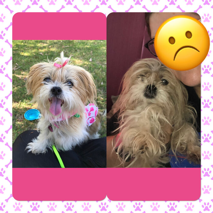 My Beautiful Penny. No Longer With Me. Second Photo Was Taken Just Before She Was Put To Sleep. 29/07/02-25/01/20.