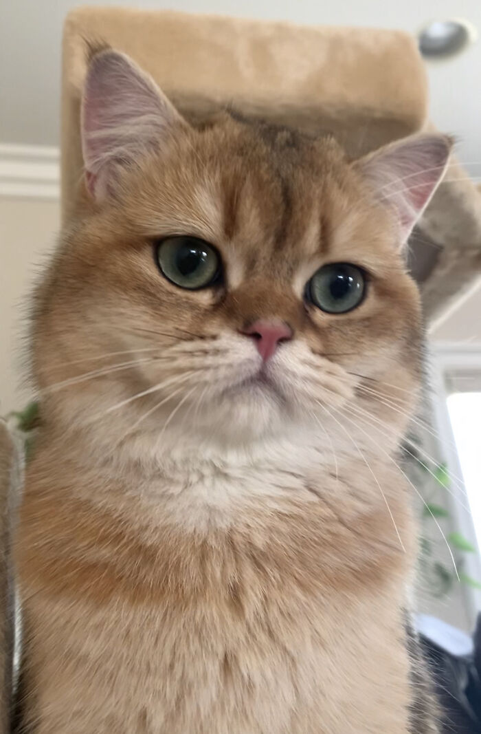 My Cat, Copper. It’s Like My Cats Saying, “Bow Down, Peasant.”