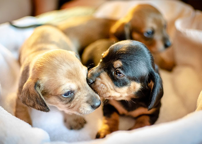 29 Of The Weirdest And Wildest Things Seen By Food Delivery Drivers On The Job