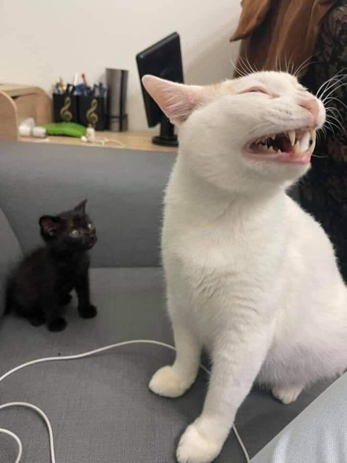 Important-Animals-Funny-Images