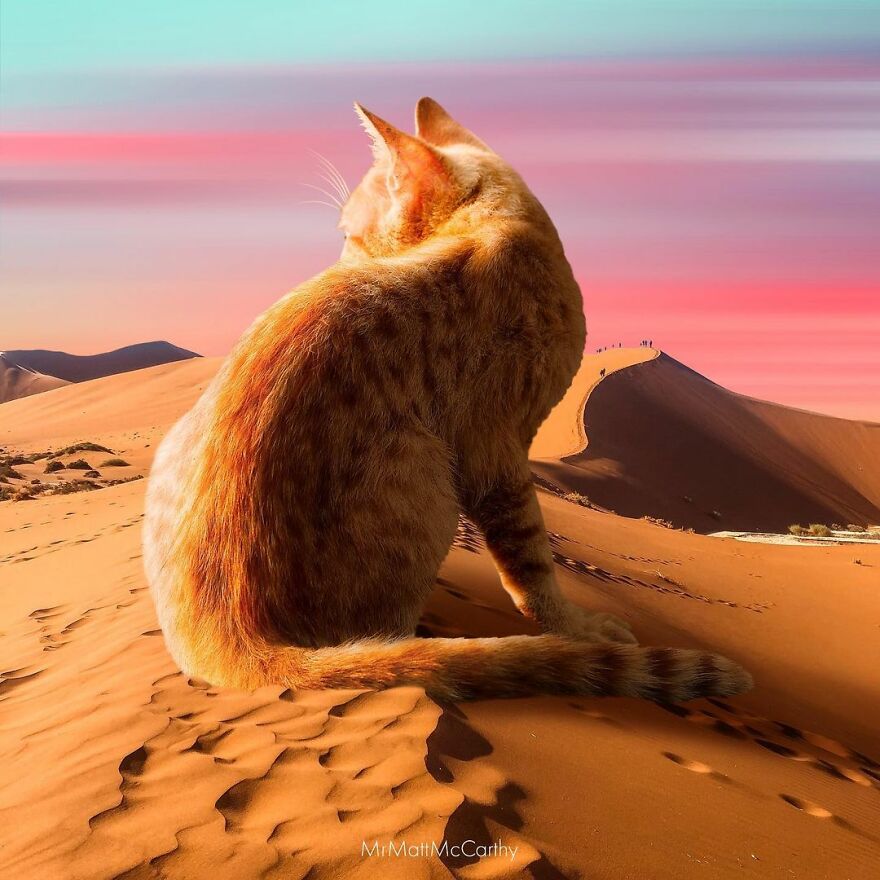 Artist Shows What It Would Be Like If The World Were Inhabited By Giant Cats (92 New Pics)