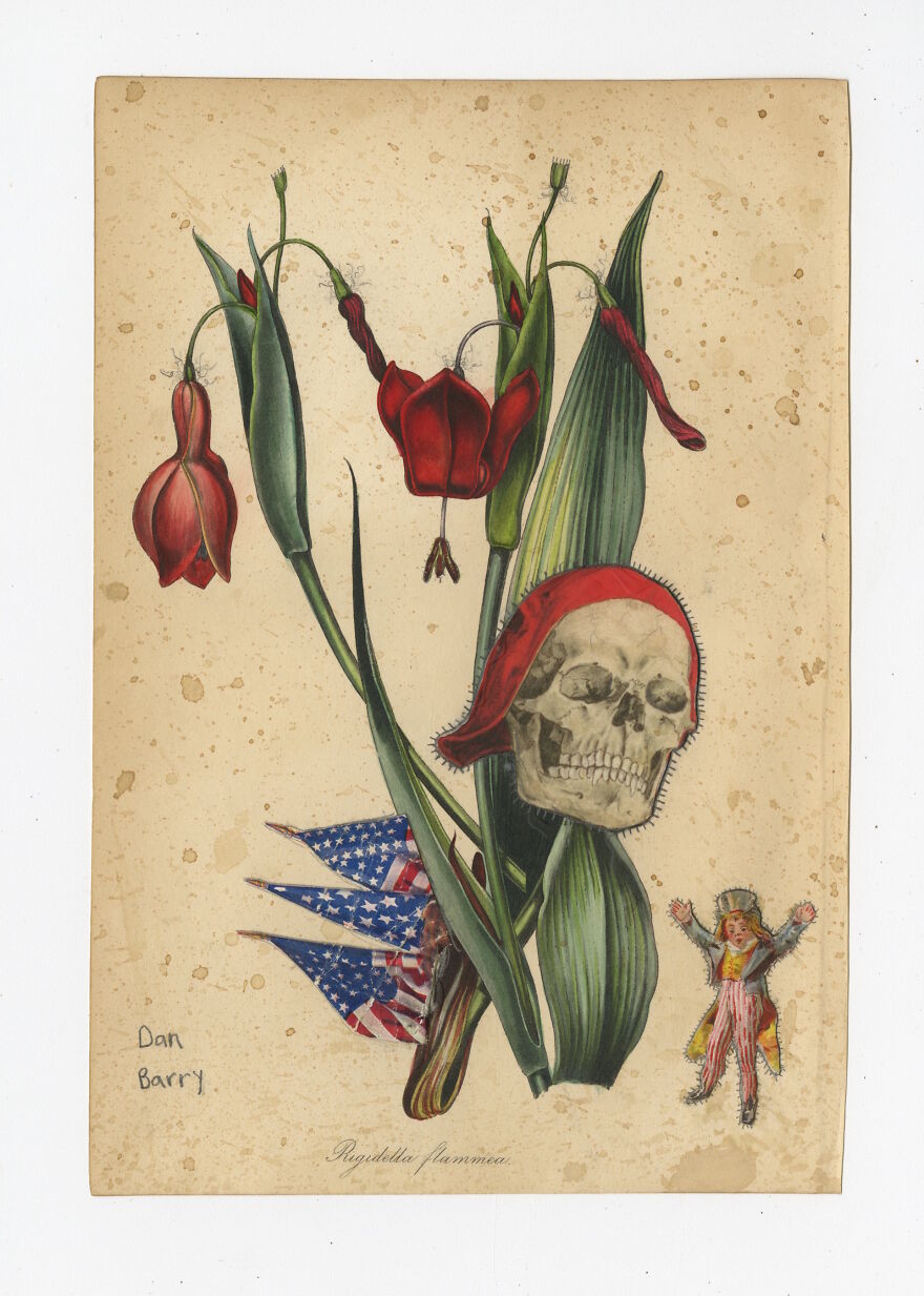 Rigidella Flammea, 2021