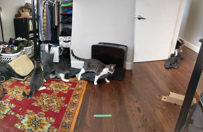 Google tomó una foto panorámica de mi gato robando los pantalones del armario de mi esposo