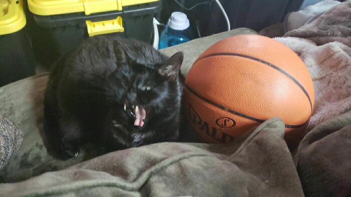 My Boyfriend's Cat Doesn't Like Basketballs