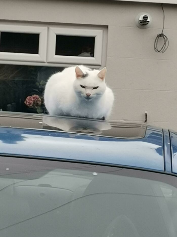 This Very Lovely Cat I See Sometimes, He Might Be Planning My Demise