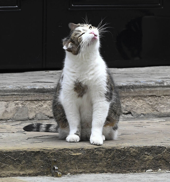 Larry, The UK's Chief Mouser, With A Case Of The Mondays