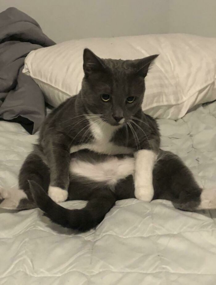 Sometimes, My Cat Likes To Sit Like This