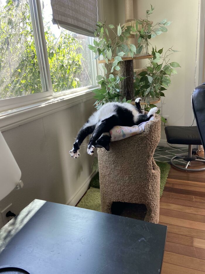 Apparently This Is Comfortable
