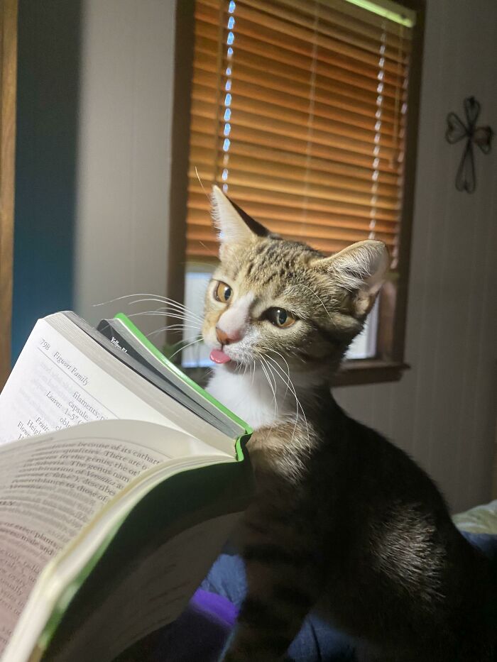 Reading Makes My Kitty Mlem
