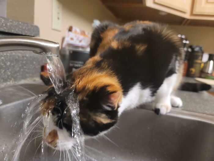 She Just Really Likes Faucet Water
