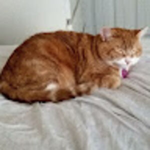 bethannerogers avatar