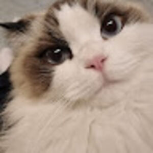 phoebetheragdoll avatar