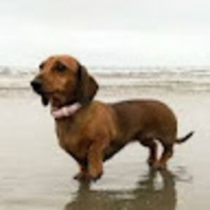 emilykaandorp avatar