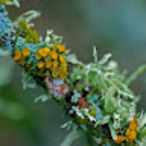 annamaygambino_1 avatar