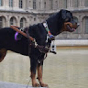 karlabrewster avatar