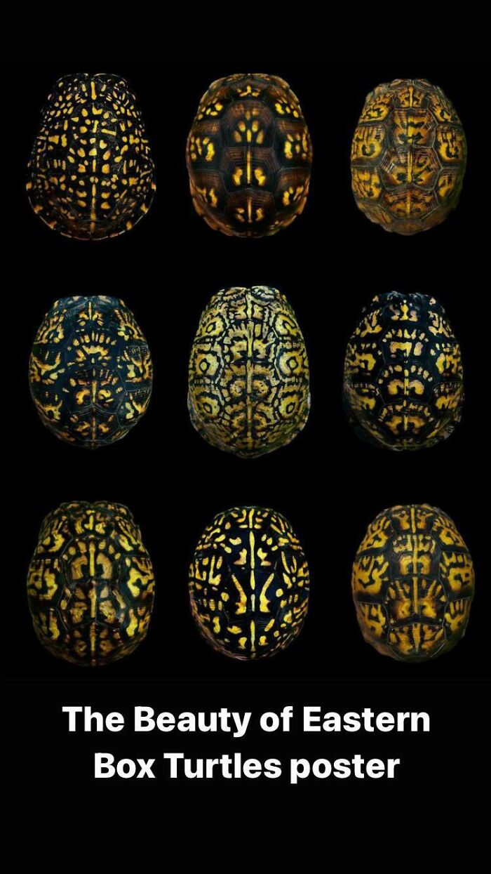 Mris Show How Different Parts Of Our Brains Light Up When We Feel Different Emotions