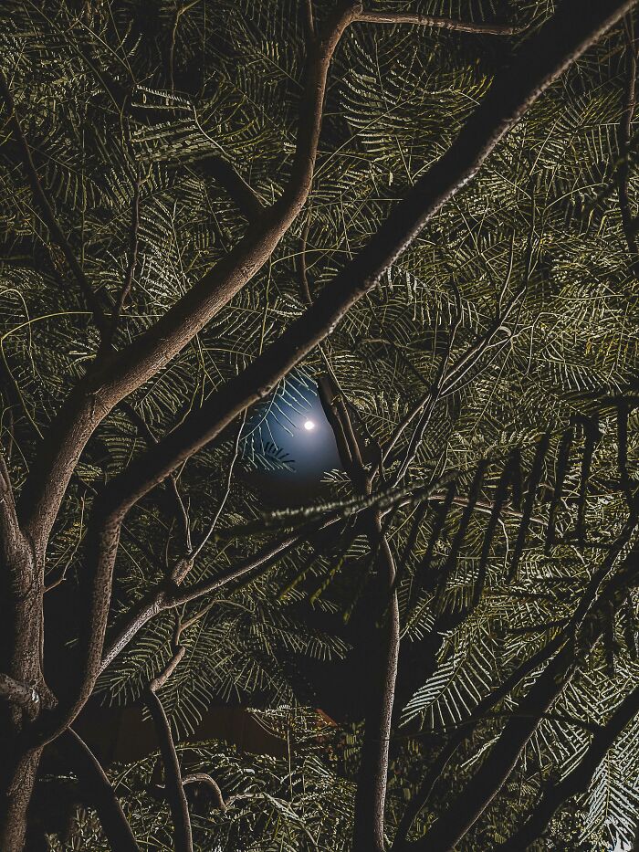 Se me ha atascado mi pelota azul en el árbol