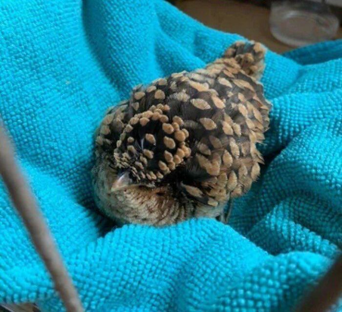 Una piña de mascota