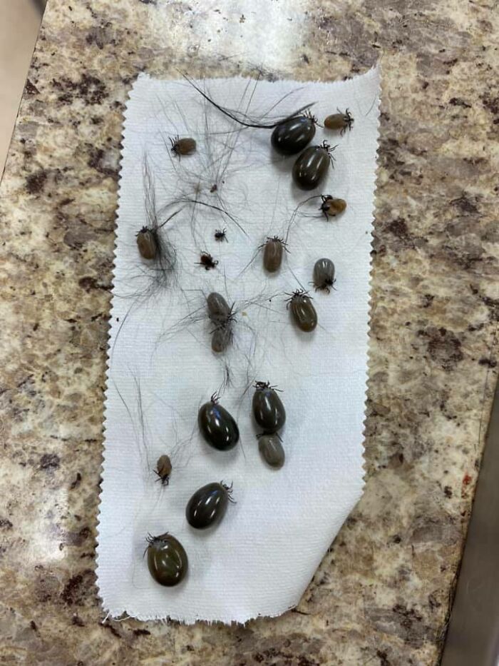 Various Sized Kalamata Olives