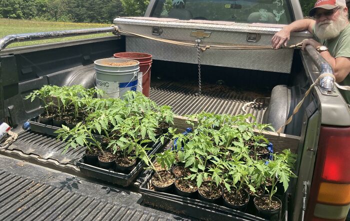 Arkansas Traveler Tomatoes. Originally Purchased In 1970... 51 Years Ago. Buy Heirloom, Buy It Once