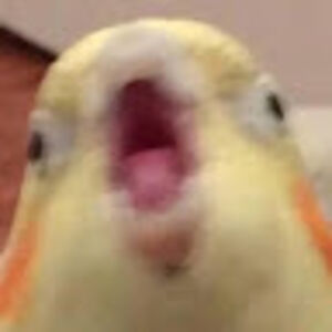 kenyahernandez avatar